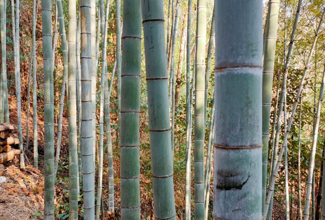 Công ty TNHH Tre và Gỗ Ningguo Kuntai