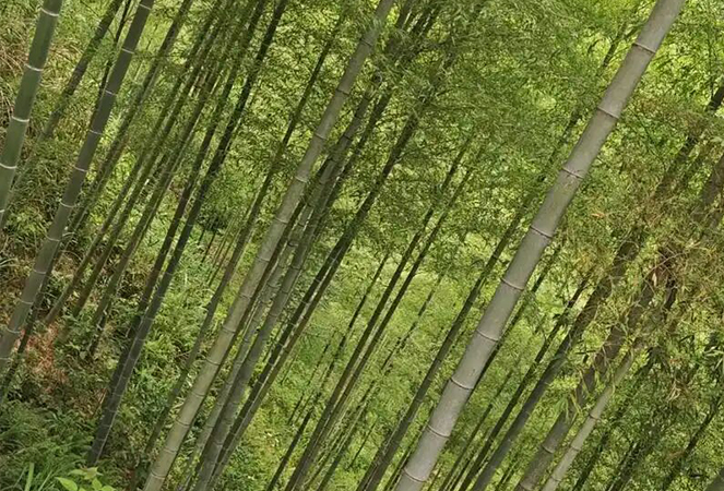 Công ty TNHH Tre và Gỗ Ningguo Kuntai